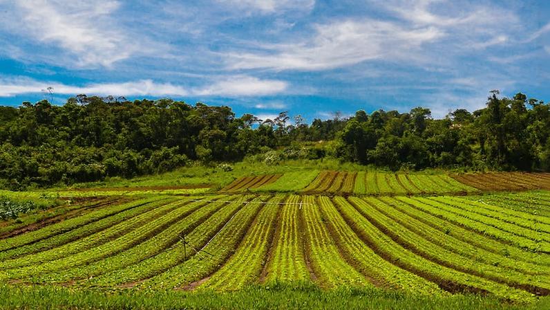 Paisagem rural no Centro-Sul do Paraná, com campos e colinas ao entardecer