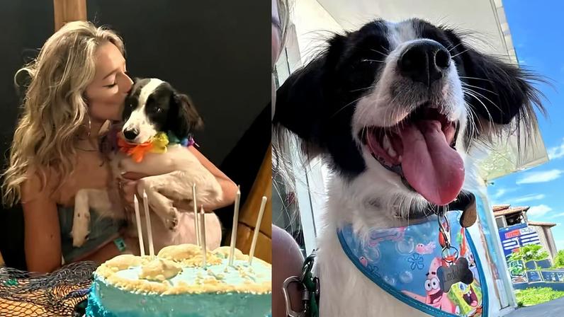 Cachorro de Samira do BBB 26, amputado, já tem milhares de seguidores