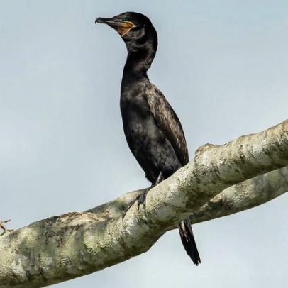 Atlas lançado na COP15 revela rotas migratórias de aves vulneráveis