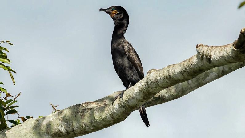 Miranda/ Mato Grosso do Sul - 20/03/2026 - Localizada na mesma região onde acontecem os debates cruciais da COP15, a Fazenda San Francisco, em Miranda (Pantanal Sul), é um verdadeiro santuário para a biodiversidade. Observar esses animais em seu habitat natural é um lembrete constante de que a preservação não é uma escolha, mas uma necessidade. Esse ecossistema serve de refúgio vital para inúmeras aves migratórias, que viajam milhares de quilômetros e dependem do equilíbrio das nossas águas e matas para sobreviver e completar seus ciclos. Esta ave é o biguá (Nannopterum brasilianum). Foto: Rafa Neddermeyer/Agência Brasil