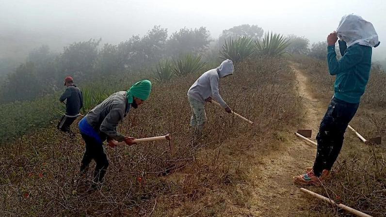 In the cloud forests of Brava, Cabo Verde, community youth bend over thorny shrubs, pulling out these invasive plants that choke the native orchids and grasslands. Not far away, herders guide their cattle through cleared pastures, benefiting directly from the restoration work. These community members are inspired by an initiative that commenced thousands of kilometers away in India, where villagers and conservationists are wrestling with Lantana camara, an ornamental plant from Central America that has spread like wildfire, threatening forests, wildlife, and livelihoods alike. Yet in both places, these struggles are not just about removing a plant—they are about securing a future where people and ecosystems can coexist.