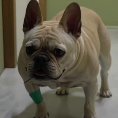 Cachorros de Sthefany Brito atacam-se com porco-espinho; um está internado
