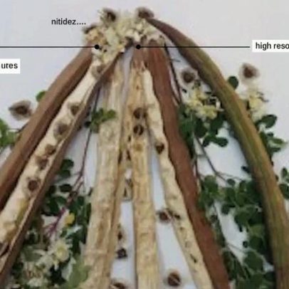 Estudo avalia potencial da semente de moringa na purificação da água