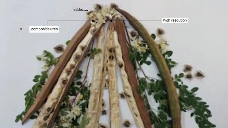 Semente moringa: extrato salino gerou coagulação necessária para a filtração de microplásticos