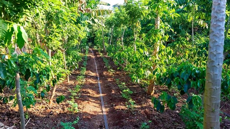 Sistema agroflorestal implantado no interior de São Paulo