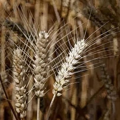 Preço da farinha de trigo pode subir em São Paulo a partir de abril