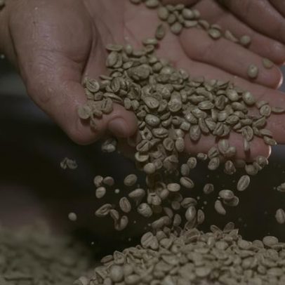 Agricultor brasileiro busca quase US$20 mil por saca de café raro