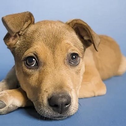 Cachorro de 15.800 anos é o mais antigo do mundo, mas lacuna permanece