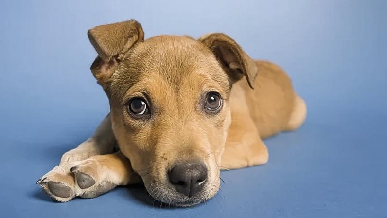 Cachorros podem ter mais de 15 mil anos; imagem ilustrativa