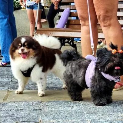 Senado aprova projeto de guarda compartilhada de pets em divórcio