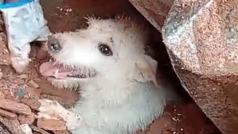Cachorro é resgatado por bombeiros em meio a escombros em Juiz de Fora — Foto: Redes sociais