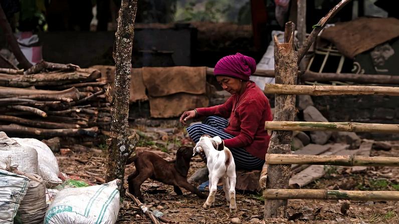 A woman with her goats in the buffer area. Image by Tulsi Rauniyar for Mongabay.