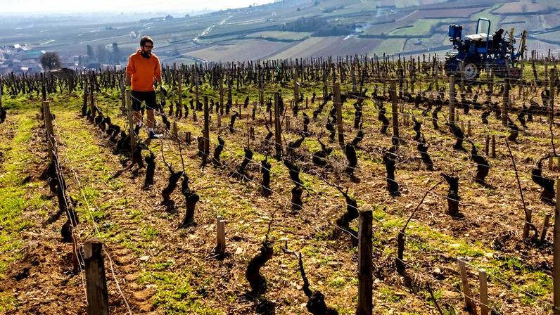 Retrocesso ao orgânico: tabu ameaça o vinhedo francês