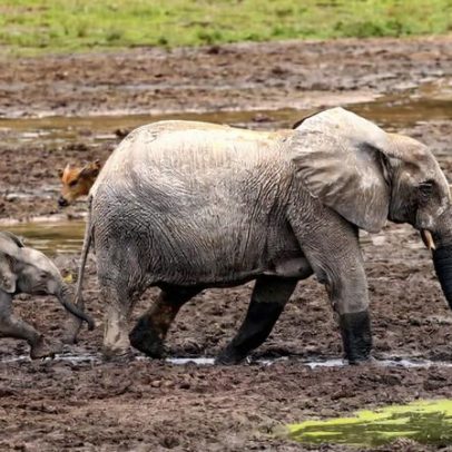 Linda Dakin-Grimm e Geo Chen ingressam no conselho da Mongabay