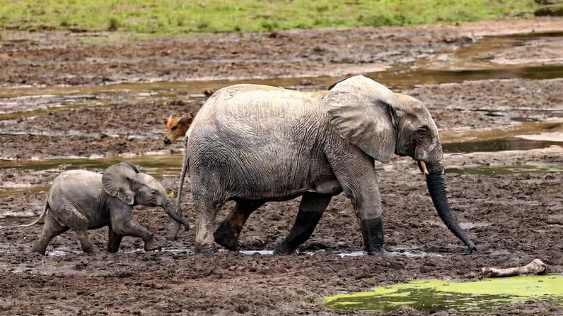 Linda Dakin-Grimm e Geo Chen ingressam no conselho da Mongabay