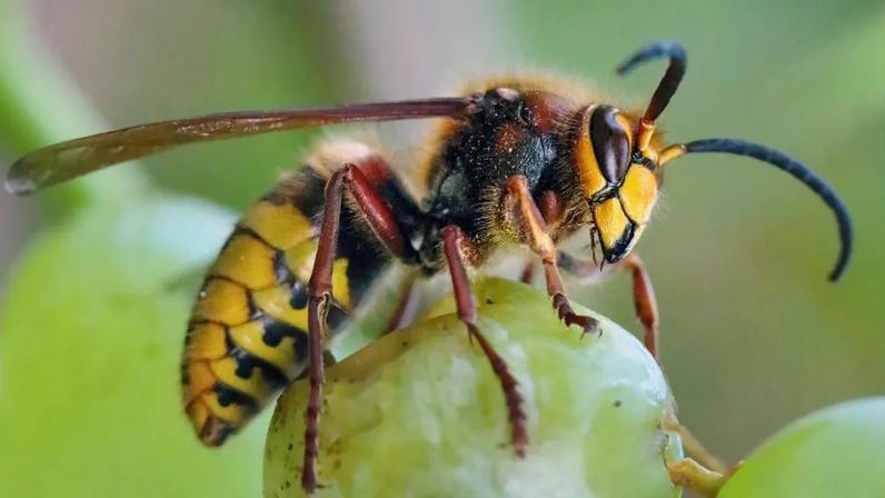 Lorsque la guêpe se nourrit sur les grappes, elle dépose des levures qui favoriseront le raisin pendant la phase de macération.