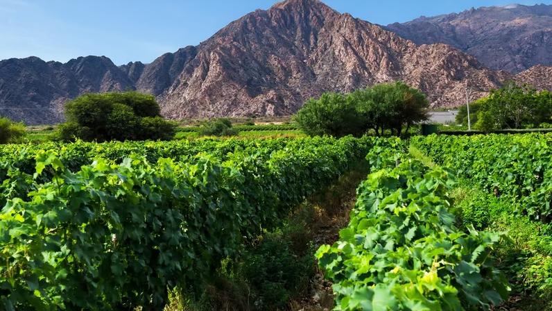 Malbec colocou a Argentina no mapa mundial do vinho