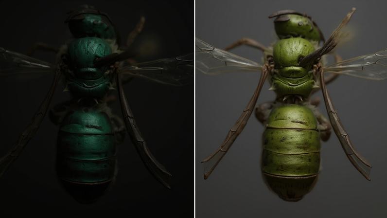 Abelha muda de azul-esverdeado no seco para verde acobreado no úmido, sobretudo nas primeiras 24 horas.