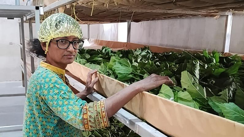 Da cientista a produtor de seda, renovação da indústria indiana