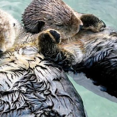 Lontras dormem de mãos dadas? entenda o comportamento