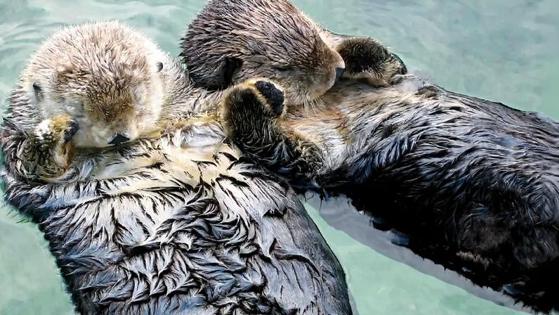 Lontras marinhas (Enhydra lutris) dormindo de mãos dadas, fotografadas no Aquário de Vancouver, Vancouver, Colúmbia Britânica, Canadá.
