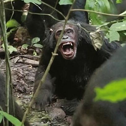 Chimpanzés de Uganda enfrentam violenta 'guerra civil', dizem pesquisadores