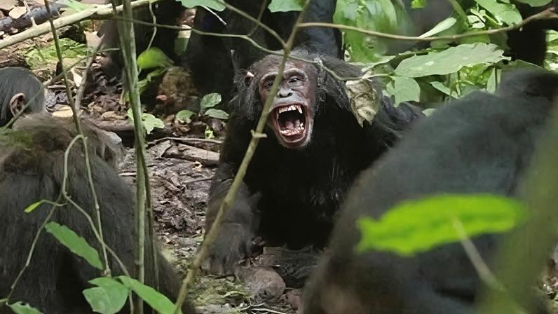This shows adult male chimpanzees of one group attacking a male chimpanzee of another group in 2019