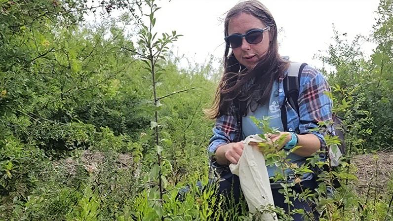 Colecionadores de sementes lutam para salvar espécies nativas do País de Gales