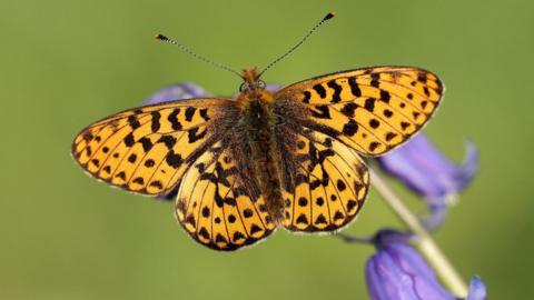 Once widespread across the UK, butterflies like the Pearl-bordered Fritillary are now in sharp decline