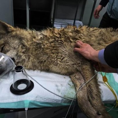 Sul-coreanos respiram alívio com retorno seguro de lobo escapado ao zoológico