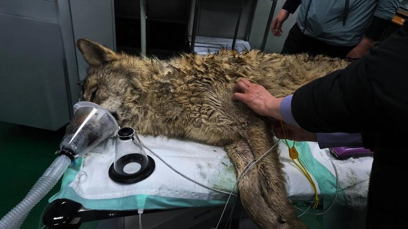 Sul-coreanos respiram alívio com retorno seguro de lobo escapado ao zoológico