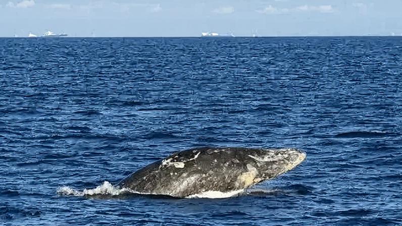 Jovem baleia cinzenta morre após nadar rio acima no estado de Washington