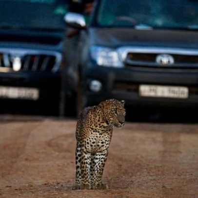 Na Sri Lanka, animais sofrem com superlotação e jeeps em alta velocidade
