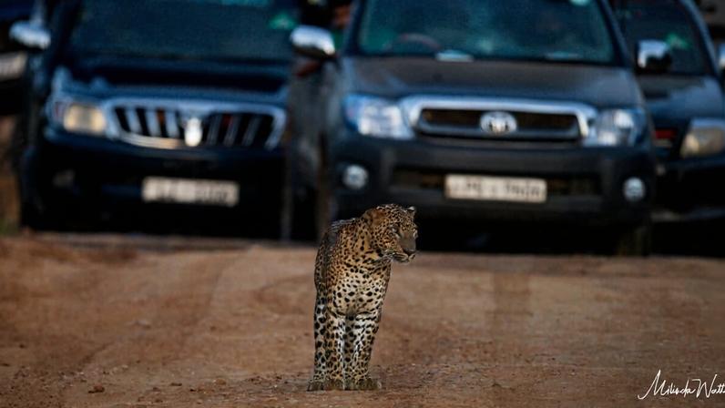 Na Sri Lanka, animais sofrem com superlotação e jeeps em alta velocidade