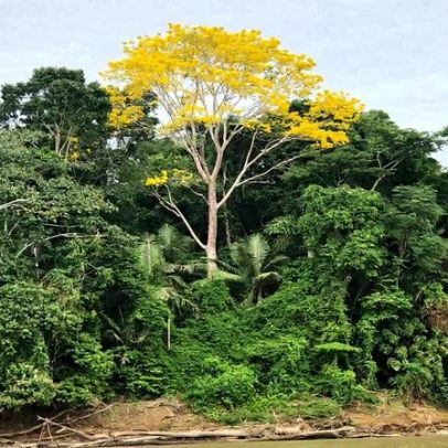 Nova pesquisa revela resiliência climática em até 36% da Amazônia