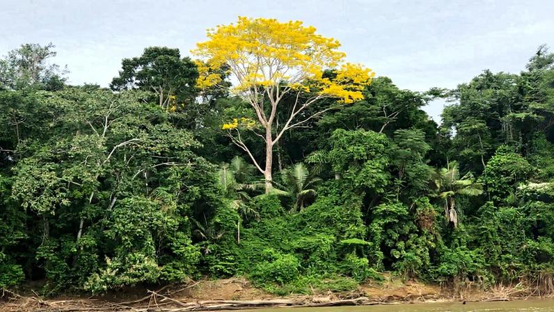 Nova pesquisa revela resiliência climática em até 36% da Amazônia
