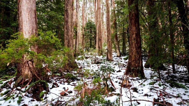 Visão sombria das florestas de Alpine Ash questiona o dogma florestal