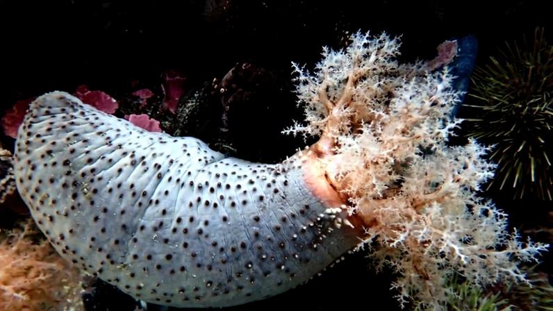 An orange-footed sea cucumber (Cucumaria frondosa). Image courtesy of Sara Jobson/Mercier Lab.