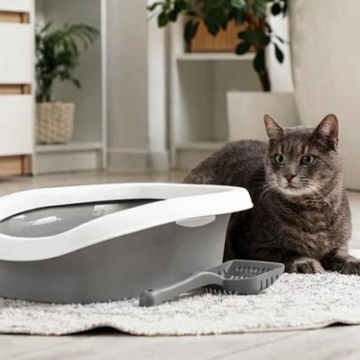 Casa com gato: 10 itens essenciais para o bem-estar