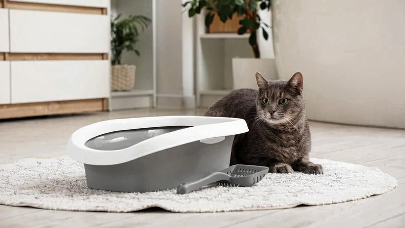 Pequenos cuidados ajudam a manter gatos mais seguros, ativos e felizes