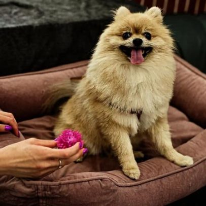Dez itens essenciais para casas com cachorro
