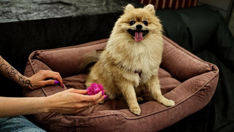 Alguns itens são indispensáveis para o cachorro viver de forma saudável e equilibrada
