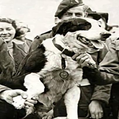 Reino Unido concede medalha de honra apenas a animais heroicos: conheça vencedores