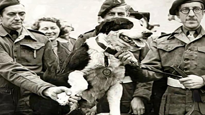 Fotografia do Rob, o Collie, recebendo sua medalha, ao lado a fotografia da medalha.