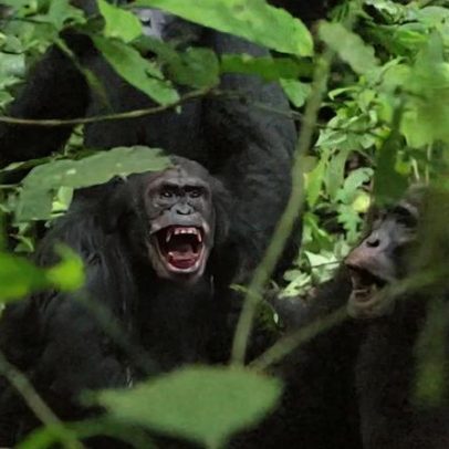 Chimpanzés de Uganda travam guerra interna; cientistas buscam razões