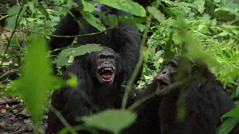 Fotografia de tribos selvagens de chimpanzés brigando.