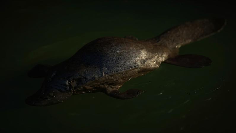 Fotografia de uma ornitorrincos nadando.