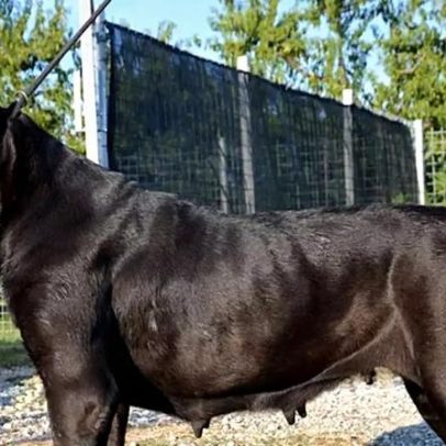 Cães de guarda unem proteção, lealdade e inteligência