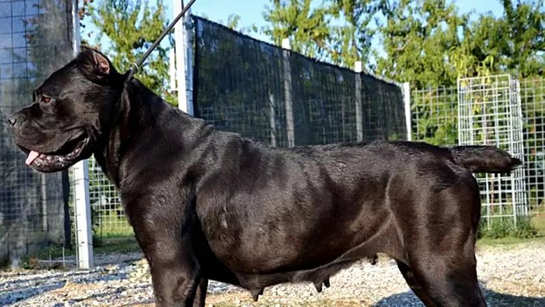 Cães de guarda unem proteção, lealdade e inteligência