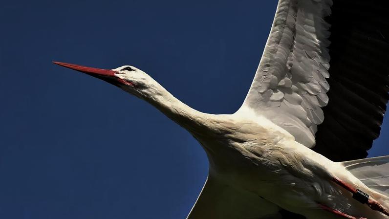 Símbolo de fertilidade: a cegonha que carrega bebês na mitologia